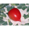 TOMATO - NIPPLE, VINE