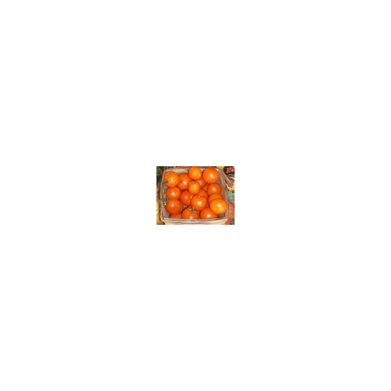 TOMATO - VINE - ORANGE CHERRY