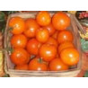 TOMATO - VINE - ORANGE CHERRY