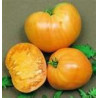 TOMATO-VINE-OXHEART YELLOW