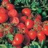 TOMATO - VINE - REISENTRAUBE