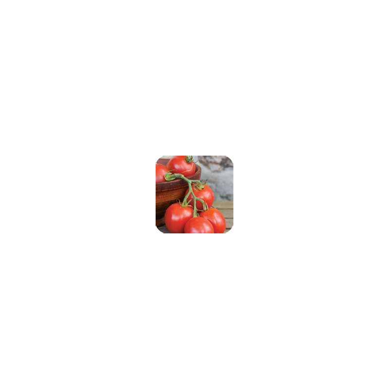 TOMATO - STUPICE, vine