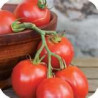 TOMATO - STUPICE, vine