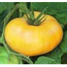 TOMATO-VINE-TASMANIAN YELLOW