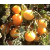 TOMATO-VINE-WAPSIPINNICON PEACH