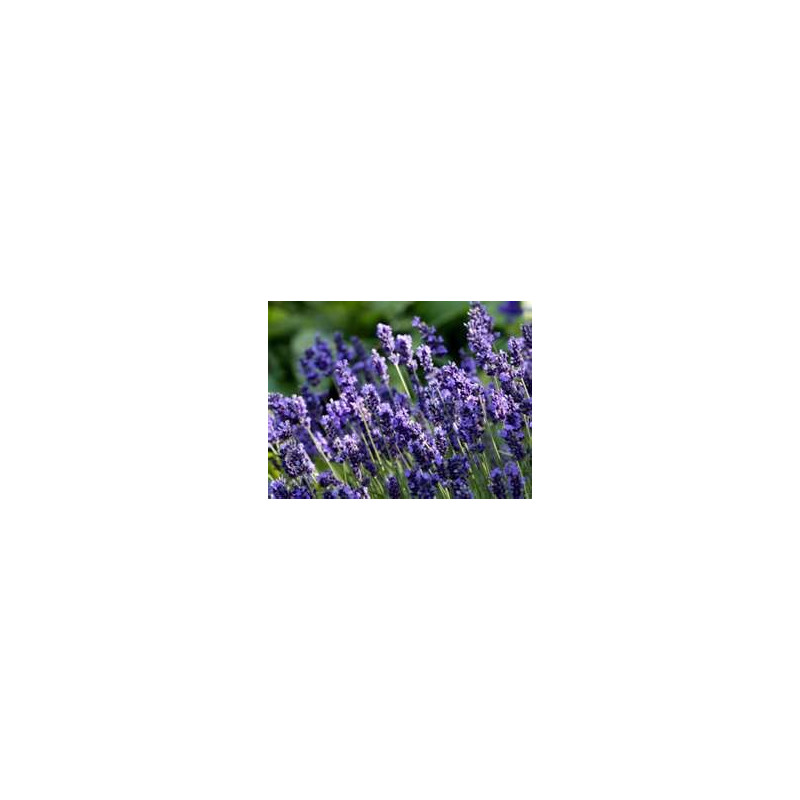 LAVENDER - VERA