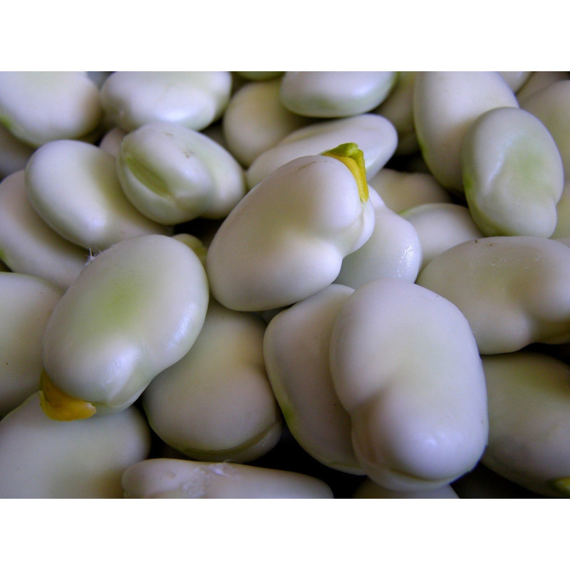 BEAN,  AQUADULCE - Broad Bean