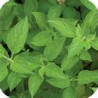 BASIL-LIME-ORGANIC