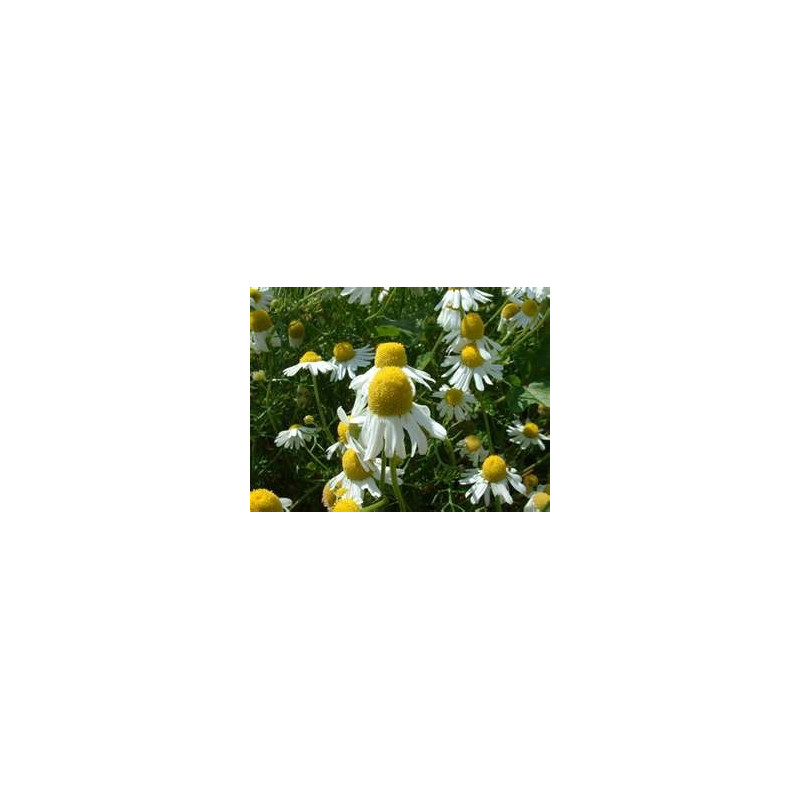 CAMOMILE - GERMAN - BODEGOLD - ORGANIC