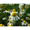 CAMOMILE - GERMAN - BODEGOLD - ORGANIC