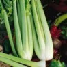 CELERY - TALL UTAH