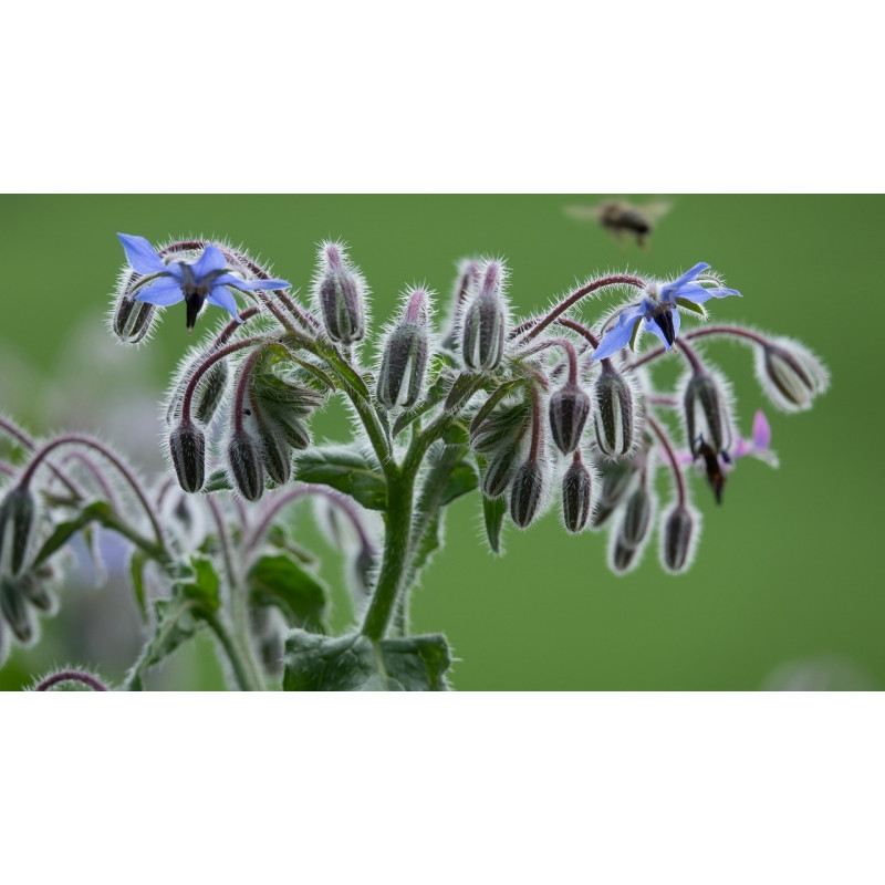 BORAGE - ORGANIC