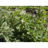 MARJORAM - SWEET MARJORAM