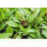 BASIL - THAI QUEENETTE