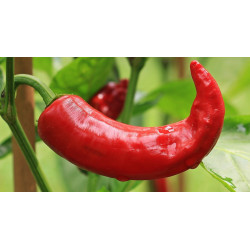 CHILI - BIG JIM