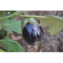 EGGPLANT - BLACK BEAUTY