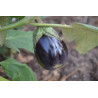 EGGPLANT - BLACK BEAUTY