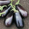 EGGPLANT - FLORIDA MARKET