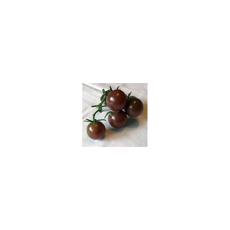 TOMATO - BLACK CHERRY, VINE