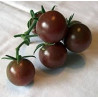 TOMATO - BLACK CHERRY, VINE