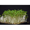 CRESS SEEDS FOR SPROUTING