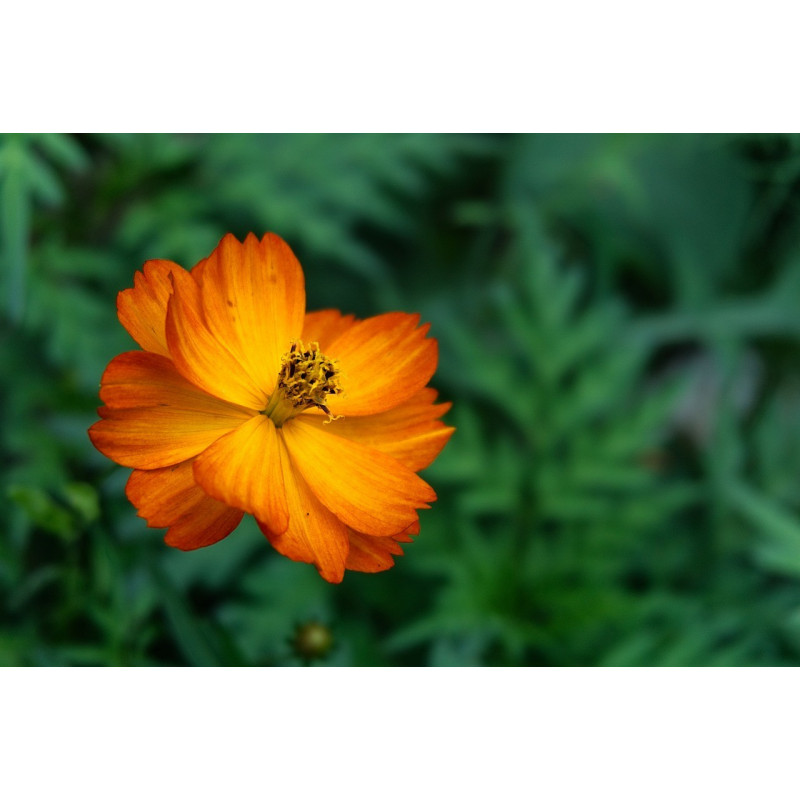 SHUNGIKU - SALAD CHRYSANTHEMUM