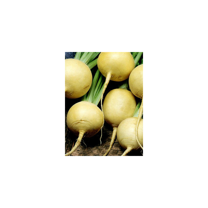 TURNIP-GOLD BALL - ORGANIC