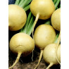 TURNIP-GOLD BALL - ORGANIC