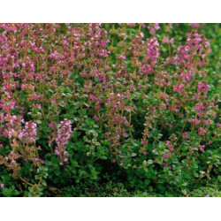 Thymus Vulgaris - Thyme Common in flower