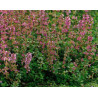 Thymus Vulgaris - Thyme Common in flower