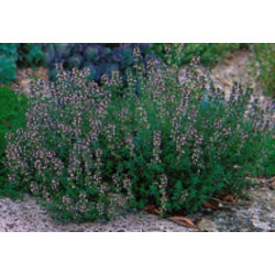 THYME - Thymus vulgaris  specimen in garden