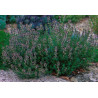 THYME - Thymus vulgaris  specimen in garden