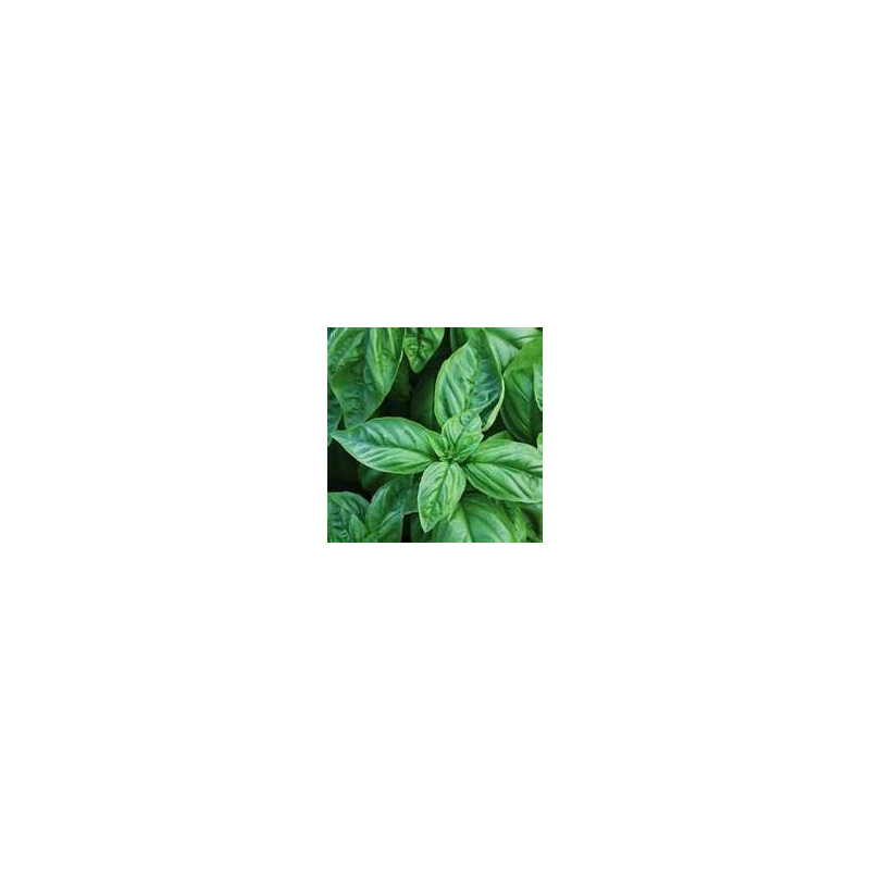 BASIL ITALIAN ORGANIC