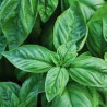 BASIL ITALIAN ORGANIC