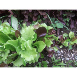 LETTUCE - LOOSELEAF MIX - ORGANIC