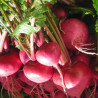 TURNIP - HIDABENI RED