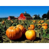 PUMPKIN SEEDS - HULLED - organic - FOR SPROUTING