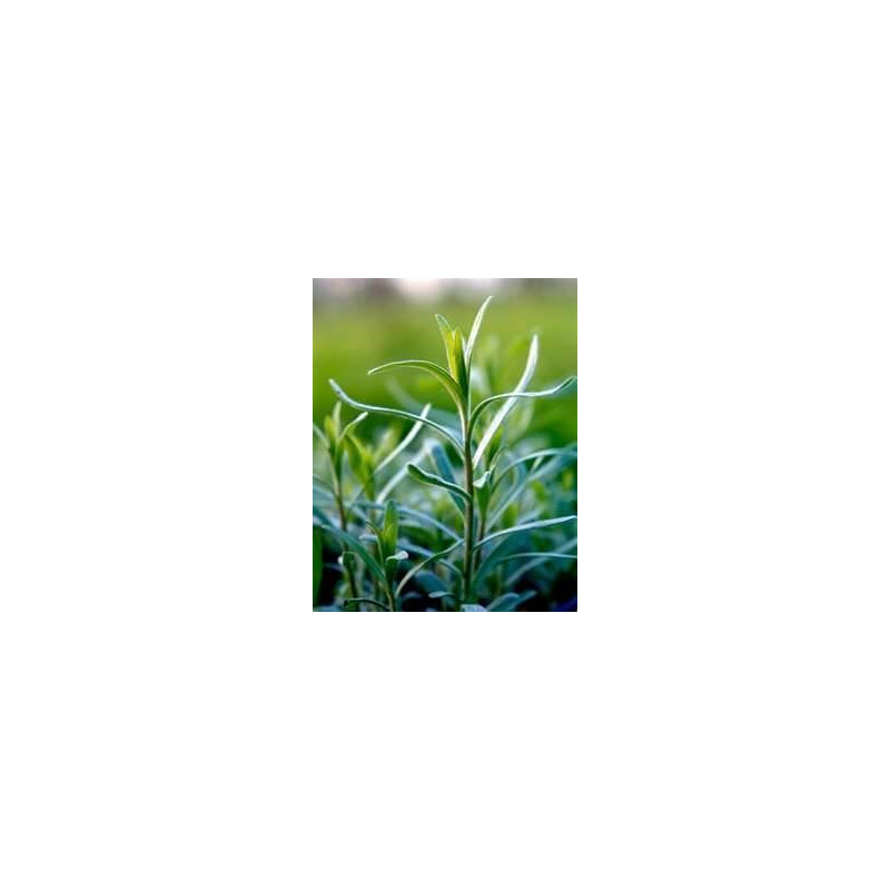 TARRAGON - RUSSIAN TARRAGON