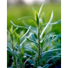 TARRAGON - RUSSIAN TARRAGON