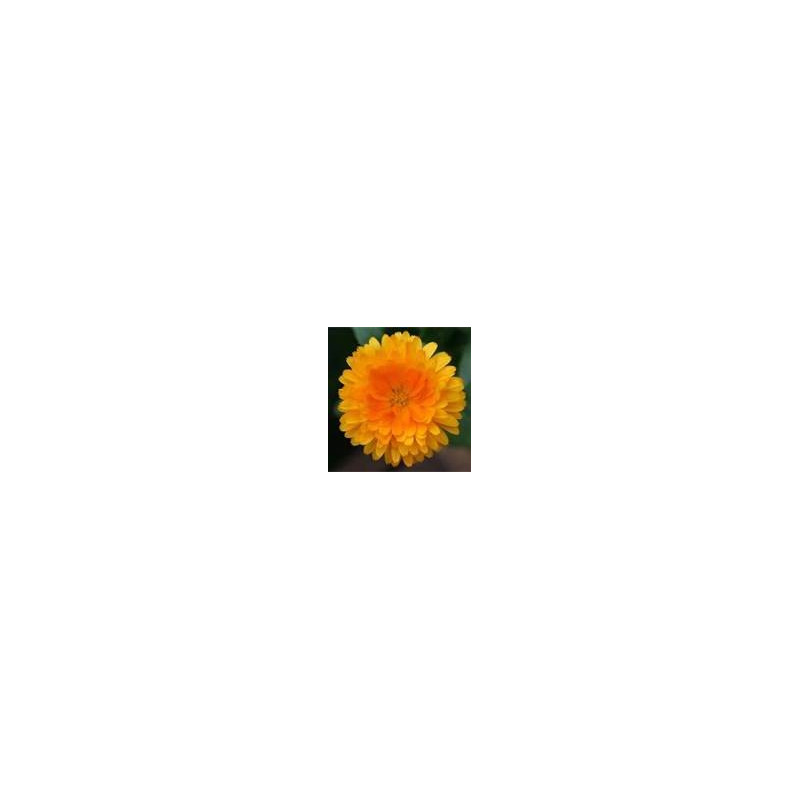 CALENDULA - BALL'S ORANGE