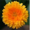 CALENDULA - BALL'S ORANGE