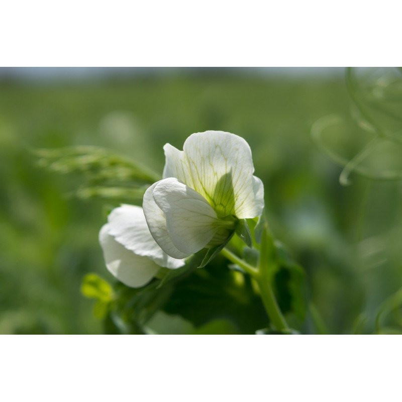 PEA - ALDERMAN, climbing