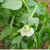 PEA - OREGON GIANT, SNOWPEA, climbing