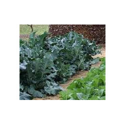 COLLARDS - GEORGIA SOUTHERN