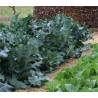 COLLARDS - GEORGIA SOUTHERN