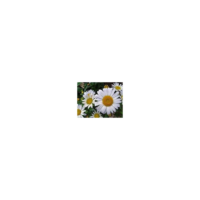 PYRETHRUM