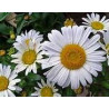 PYRETHRUM