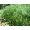 DILL-TETRA LEAF - ORGANIC