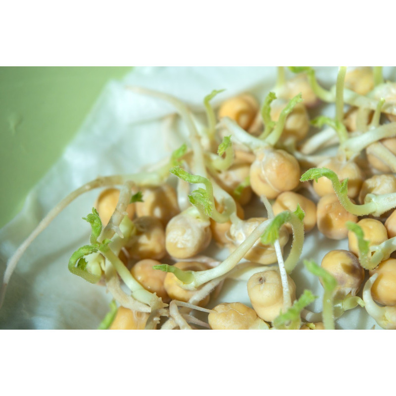 CHICKPEA SEEDS FOR SPROUTING ORGANIC