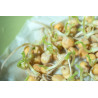 CHICKPEA SEEDS FOR SPROUTING ORGANIC